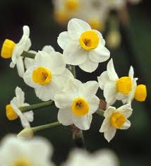Buy Narcissus Avalanche Daffodil Bulbs Sarah Raven Early Spring Flowers Narcissus Daffodil Bulbs
