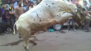 Watch video dangerous camel qurbani. Most Beautiful Cow Qurbani 2018 Dangerous Bull Qurbani 2018 Qurbani Youtube