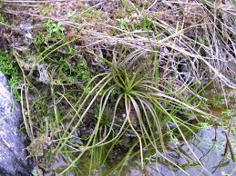 Image result for Isoetes