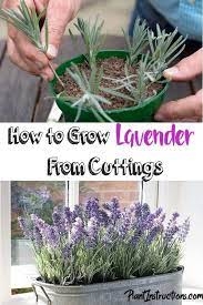How To Grow Lavender From Cuttings Growing Lavender Lavender Plant Plant Cuttings
