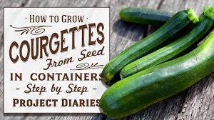 If you notice leaves with mildew, remove them with a sharp knife at the base and throw them in the garbage. How To Grow Courgettes Aka Zucchini From Seed In Containers Step By Step Guide Youtube