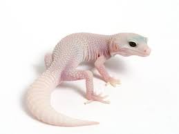 Black And White Striped Leopard Gecko Las Vegas Albino Patternless Super Snow Leopard Gecko 080711 Tsf Leopard Gecko Black Leopard Gecko Albino