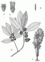 Image result for Brachylaena huillensis
