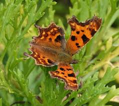 Image result for Polygonia c-album