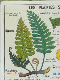 Affiche Mdi Les Plantes Sans Fleurs 2 Mulubrok Vintage Plante Graminees Reconnaitre Les Arbres