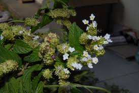 Image result for Lantana ukambensis
