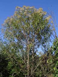Image result for Vernonanthura polyanthes