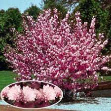 Browse 6,813 almond flower stock photos and images available, or search for lavender or almond tree to find more great stock photos and pictures. Flowering Almond Love Trees To Plant Planting Flowers Flowering Trees