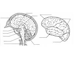 Maybe you would like to learn more about one of these? Basic Brain Anatomy Quiz