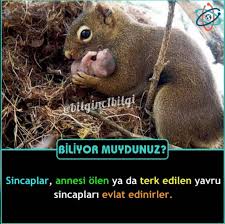 Meryem Dolunay Adli Kullanicinin Hayvanlar Alemi Panosundaki Pin
