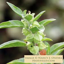 Image result for Withania