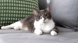 ‪The Needs of Indoor Cats - Black Hawk‬‏