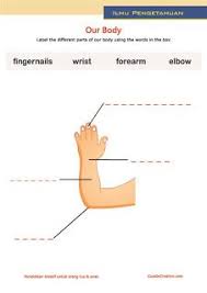 Belajar Anak Tubuh Manusia Bahasa Inggris Teaching Tools Teaching Website