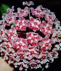 If light gets under the door, you will need. Hoya Crystal With Speckle 1 Rooted Plant House Plant Buy 2 Get Etsy House Plants Plants Cactus House Plants