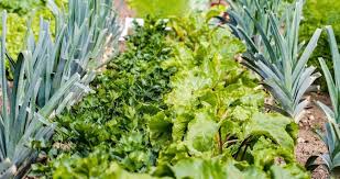Cultures d hiver sous serre tunnel krosagro. Periode De Plantation Des Legumes D Hiver