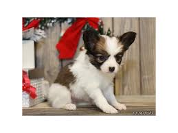 This is tres (in oregon) he is a 7 year old house trained papillion. Papillon Puppies Petland Bolingbrook Il