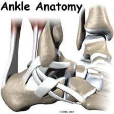 They can cause pain and inflammation in the whole joint complex, not just the tendon. Ankle Anatomy Be In Motion Physiotherapy