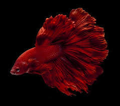 Betta Fish In Red With Black Background Betta Siamese Fighting Fish Betta Fish
