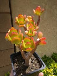 Image result for Crassula granvikii