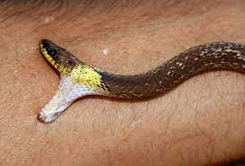 A common sign of a bite from a venomous snake is the presence of two puncture wounds from the animal's fangs. Iamat How To Prevent Snake Bites