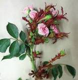 Image result