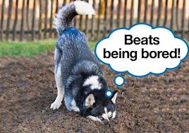 Maybe you would like to learn more about one of these? 26 Tricks To Stop Your Dog From Digging Up Your Yard