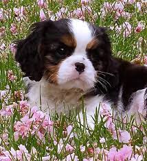 King Charles Cavalier Spaniel Puppy I Usually Prefer The Brown And White Only But This One King Charles Cavalier Spaniel Puppy Cavalier Puppy Spaniel Puppies