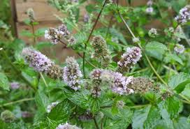 Hier erklären wir, wie minze im garten angebaut und geerntet wird und welche tollen arten und sorten. Pfefferminze Verwendung Wirkung Und Anbau