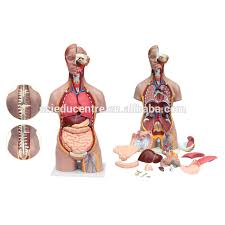 Be able to identify the abdominopelvic regions and quadrants on a torso model. Human Female Torso Anatomy Human Male Torso Model Buy Human Torso Model Torso Model Female Torso Model Product On Alibaba Com