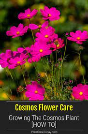 Cosmos Flower Growing And Care For The Cosmos Plant Cosmos Plant Survival Gardening Plants