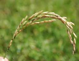 Image result for Oryza