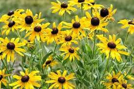 We did not find results for: Yellow Coneflowers Care And Growing Guide
