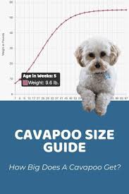 Cavapoo bred from toy poodles will be smaller than cavapoo bred from miniature poodles. Cavapoo Size Guide How Big Does A Cavapoo Get Doodle Doods