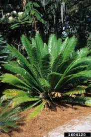 Image result for Zamiaceae