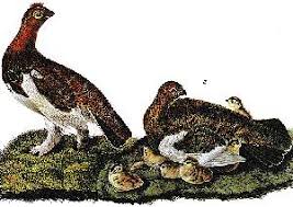 What is the state bird of alaska. Alaska State Bird Willow Ptarmigan 50states Com