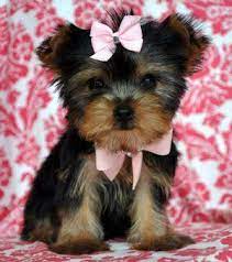 Dogs For Sale Yorkies Teacup Yorkie Puppy Yorkie Puppy Yorkie Puppy For Sale