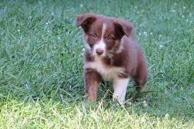 Border Collie For Sale Tennessee