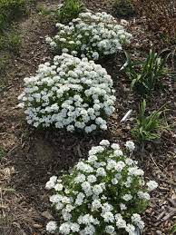 Plant Of Evergreen Candytuft Iberis Plants Sempervirens Evergreen