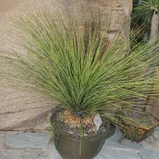Image result for Xanthorrhoea australis