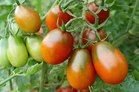 Best Cherry Tomatoes Chileplants Com