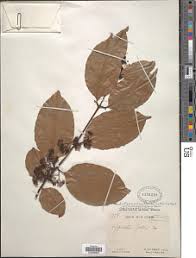 Image result for Hippocratea apocynoides