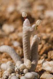 Image result for Huberantha mossambicensis