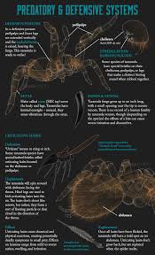 Tarantula: Giant of the Spider World - Animagraffs