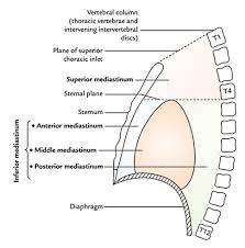 The superior mediastinum is that portion of the interpleural space which lies between the manubrium sterni in front, and the upper thoracic vertebræ behind. Easy Notes On Anterior Mediastinum Learn In Just 4 Minutes Earth S Lab