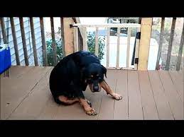 Zena Rottweiler 4 Weeks Pregnant Video Dailymotion