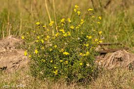Image result for Senecio sp.no.1