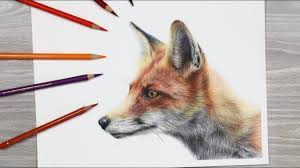 Cute animal drawing tutorial lesson for kids.thanks for watching!! How To Draw A Fox With Colored Pencils Youtube Fox Drawing Watercolor Fox Picture Books Illustration