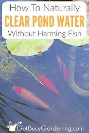 And you can do something about it. Pin On Ponds