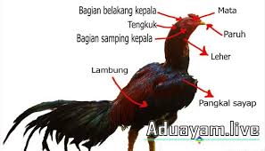 Mengenal Bagian Tubuh Ayam Aduan Yang Sangat Berpengaruh Baca Disini Ayam Bagian Tubuh Gambar