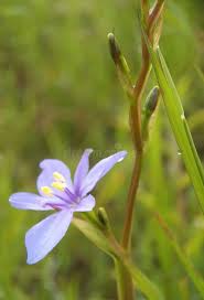 Image result for Aristea ecklonii